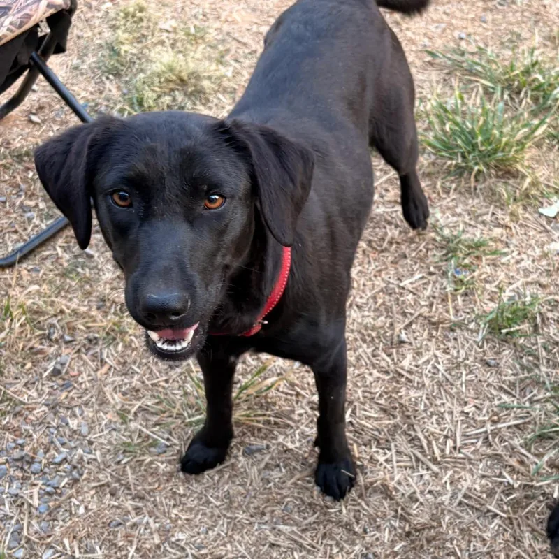 An adult small-sized female Black Black Labrador Retriever dog named Ellie for adoption in Huntsville, AL