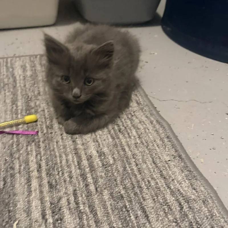 A baby small-sized female Gray / Blue / Silver American Shorthair cat named Willow for adoption in Stagecoach, NV