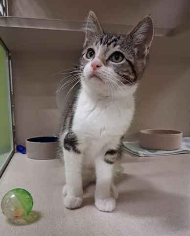A baby small-sized male Domestic Short Hair cat named Apollo for adoption in San Martin, CA