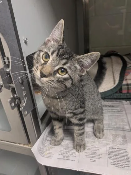A baby small-sized male Domestic Short Hair cat named Goofey for adoption in Louisburg, NC