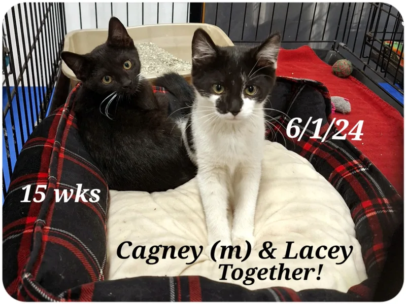 Cagney And Lacey thumbnail 2