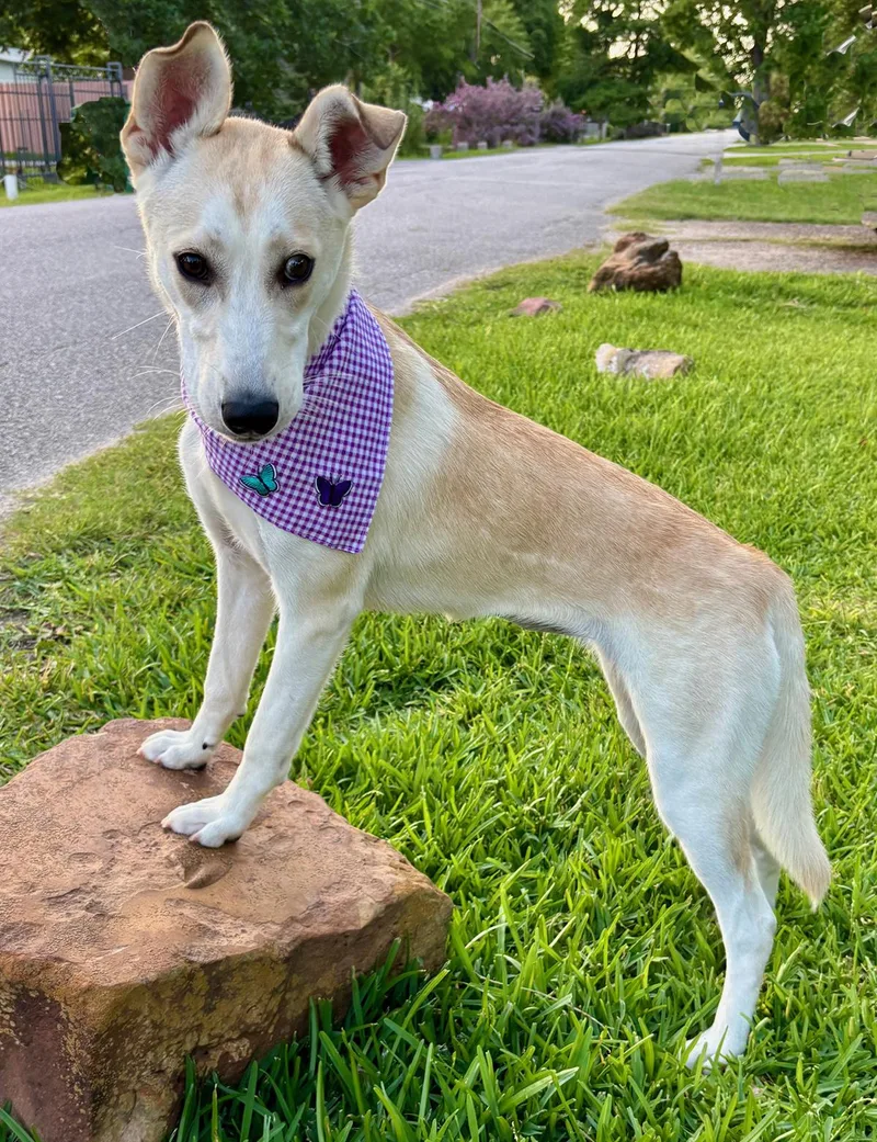 A young medium-sized female Tricolor (Brown, Black, & White) Shepherd dog named Iris  Gorgeous Girl for adoption in Cypress, TX