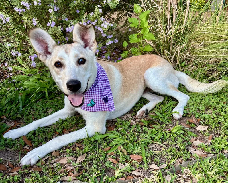 Iris  Gorgeous Girl thumbnail 3