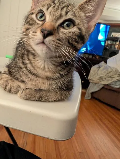 A baby small-sized male Domestic Short Hair cat named Frosted Flakes for adoption in Saint Paul, MN