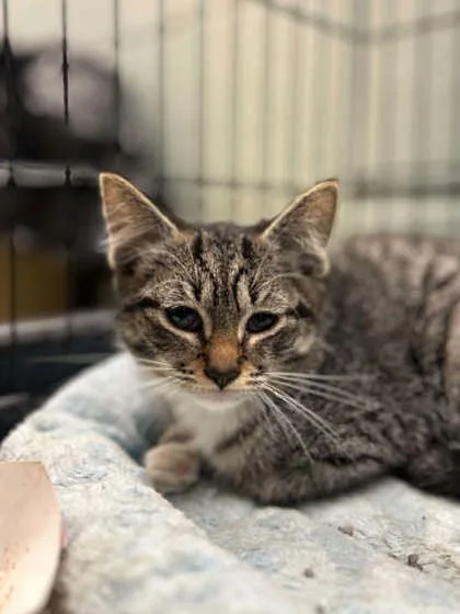 A baby large-sized female Domestic Short Hair cat named Berry for adoption in Munster, IN