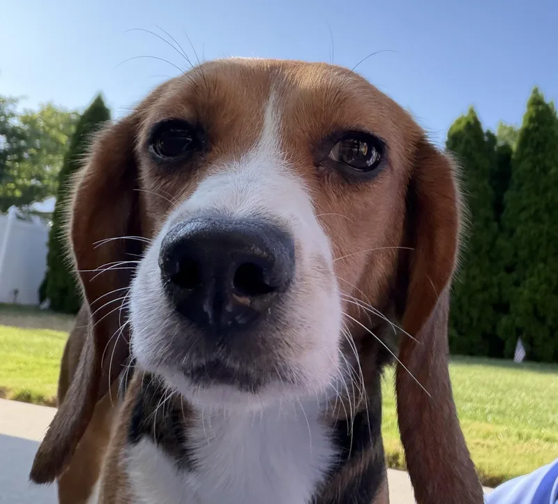 A young small-sized female Tricolor (Brown, Black, & White) Beagle dog named Sweet Pea for adoption in South Plainfield, NJ