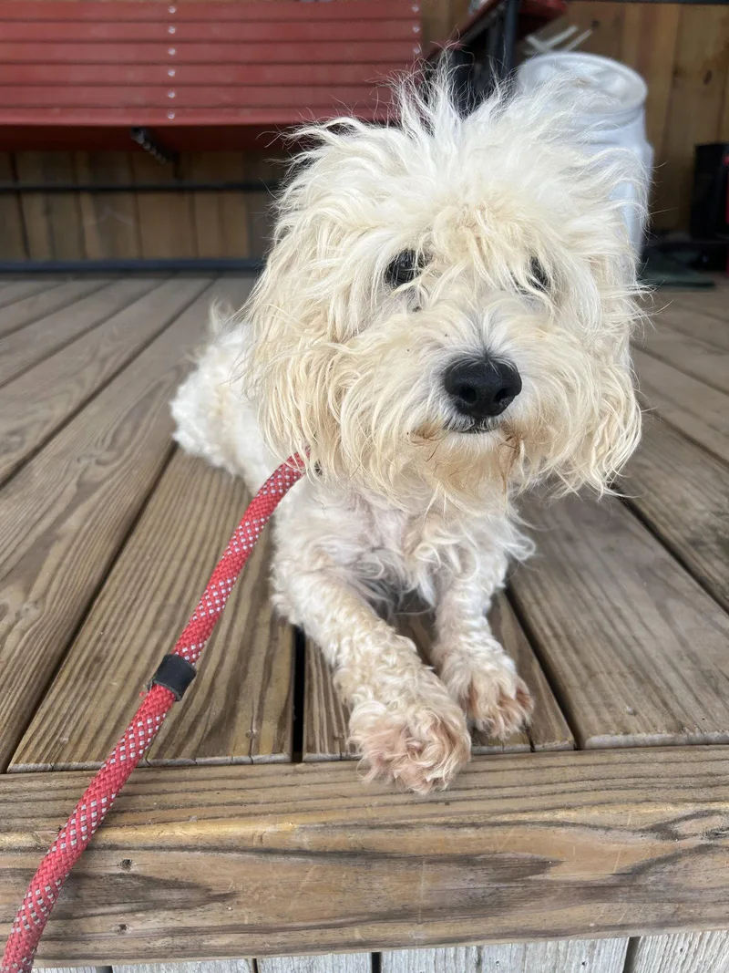 An adult small-sized male Poodle dog named Dawson for adoption in Pipe Creek, TX