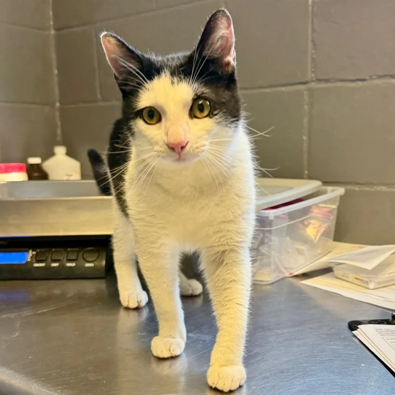 An adult medium-sized male Black Domestic Short Hair cat named Flip for adoption in Tuscaloosa, AL