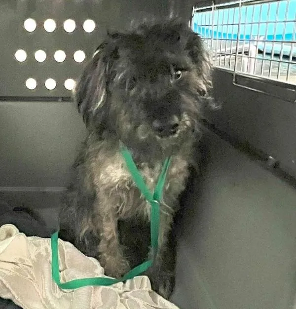A young small-sized female Terrier dog named Nani for adoption in San Diego, CA