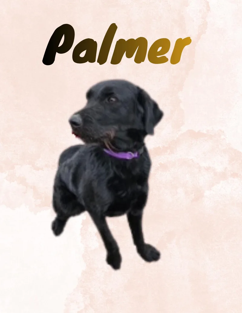 Palmer