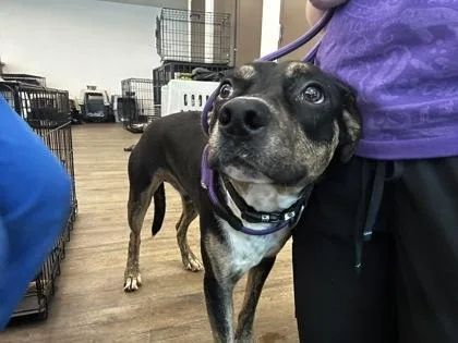 A young medium-sized male Pit Bull Terrier dog named Spade for adoption in Palm Coast, FL