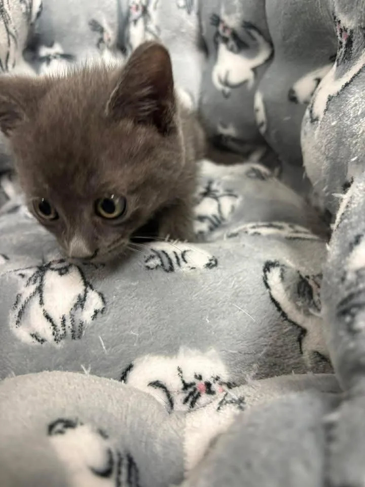 A baby small-sized female Domestic Short Hair cat named Granite for adoption in Lavonia, GA