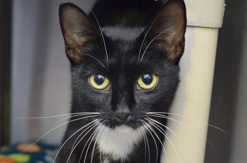 A young small-sized female Black & White / Tuxedo Domestic Short Hair cat named Diglett for adoption in Sanford, FL
