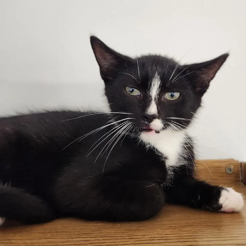 A baby small-sized male Black Domestic Short Hair cat named Pyro for adoption in Delaware, OH