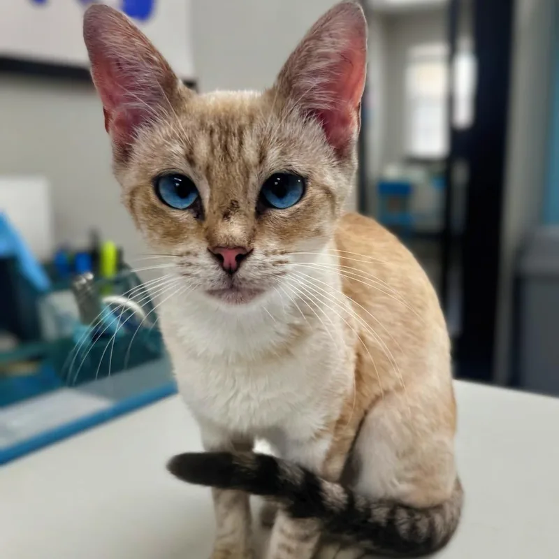 A young small-sized female Lilac Point Domestic Short Hair cat named Mother Goose for adoption in Garfield, AR