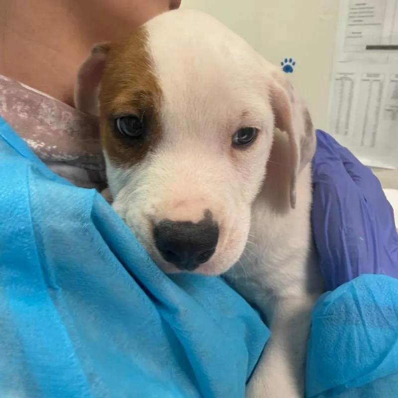 A young small-sized male Mixed Breed dog named Leon Kennedy for adoption in Charleston, WV