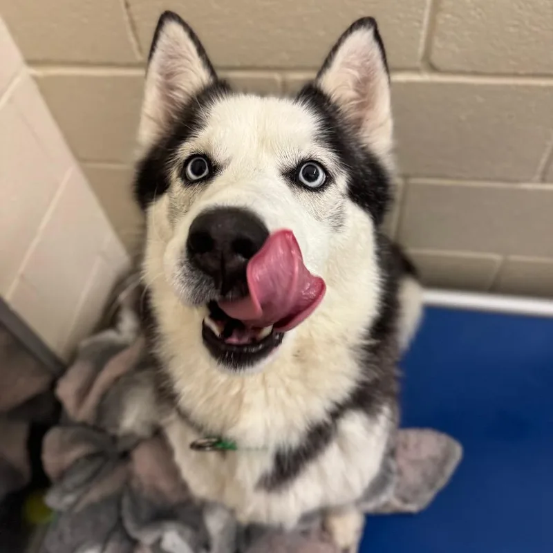 Odin