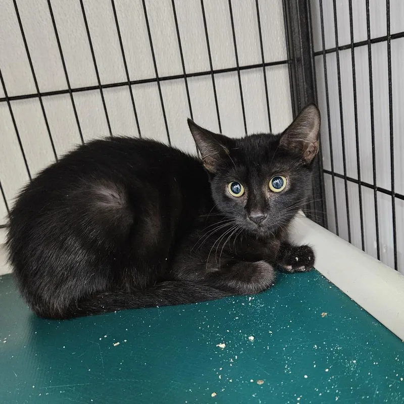 A young small-sized male Black Domestic Short Hair cat named Smirnoff for adoption in Ridgely, MD