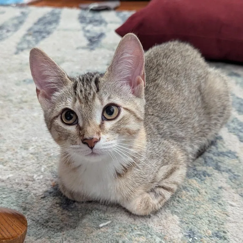 A baby small-sized female Calico Domestic Short Hair cat named Pinto Bean for adoption in Brownsboro, AL