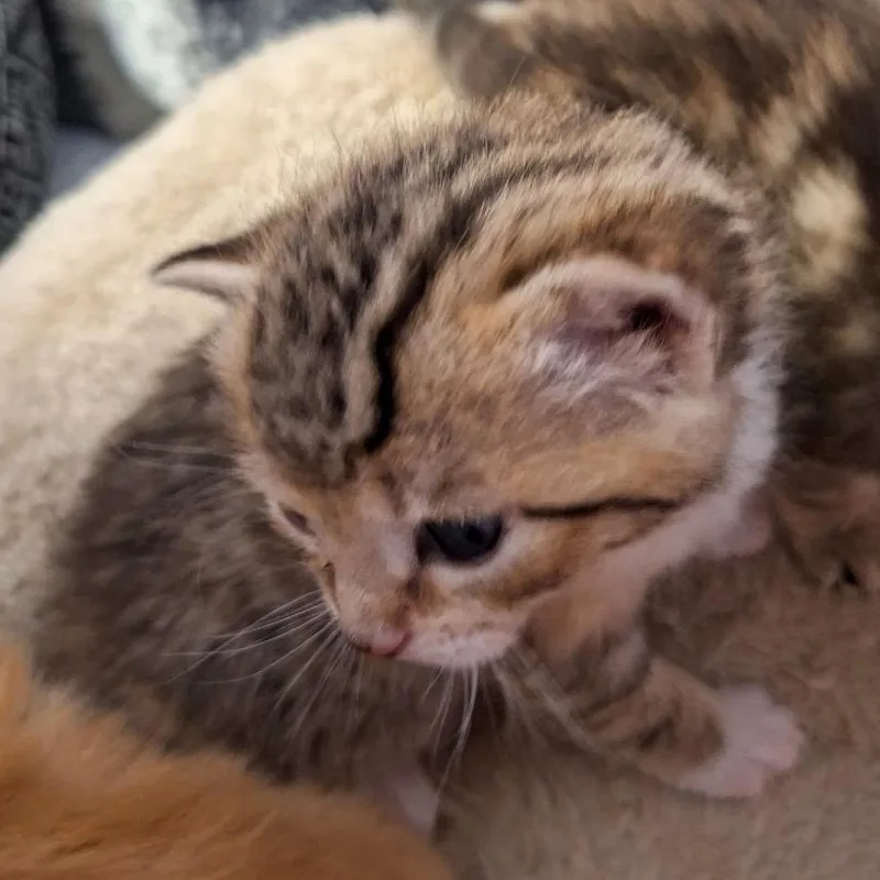Pinto Bean thumbnail 3