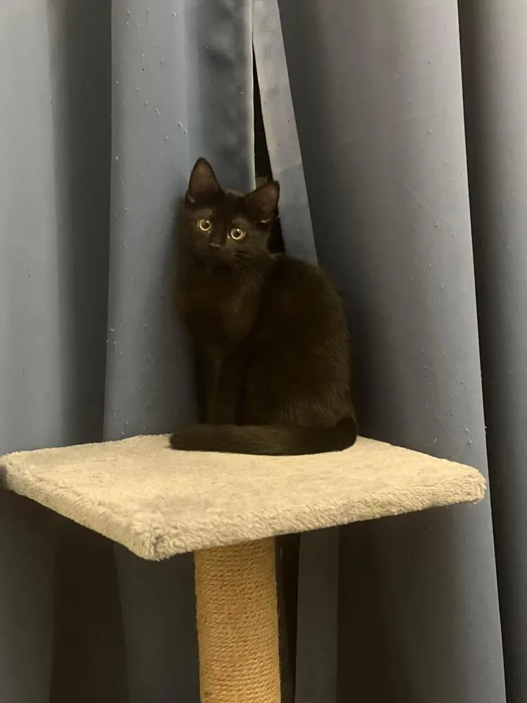 A baby small-sized female Domestic Short Hair cat named Toothless for adoption in Chicago, IL