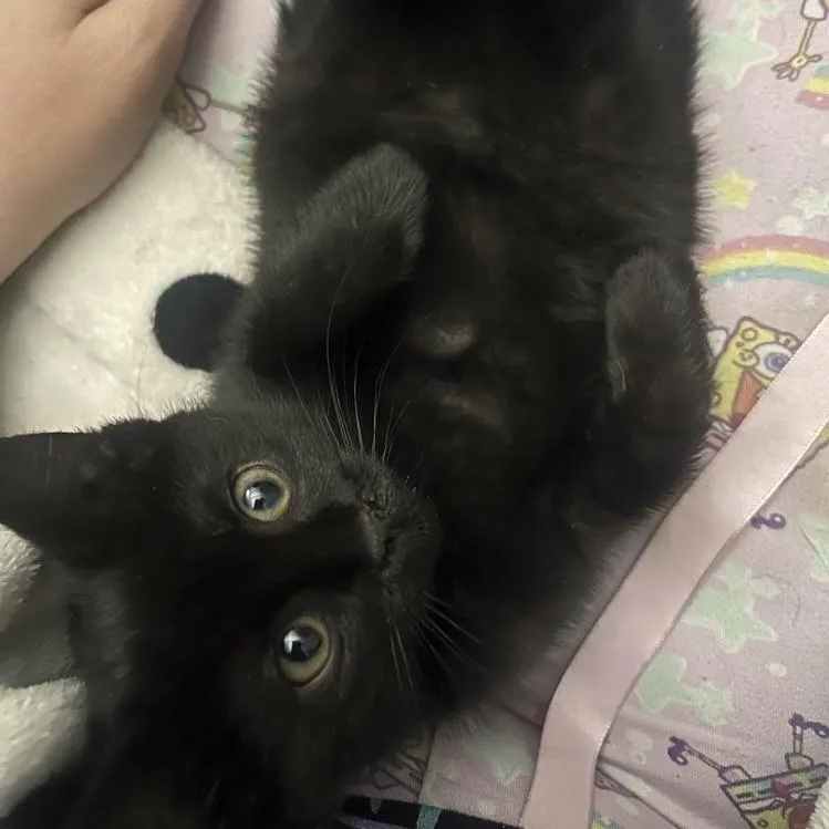 Toothless thumbnail 2