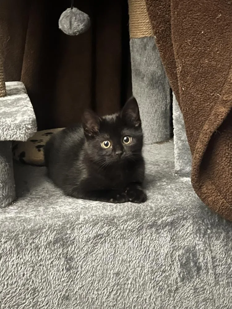 Toothless thumbnail 4