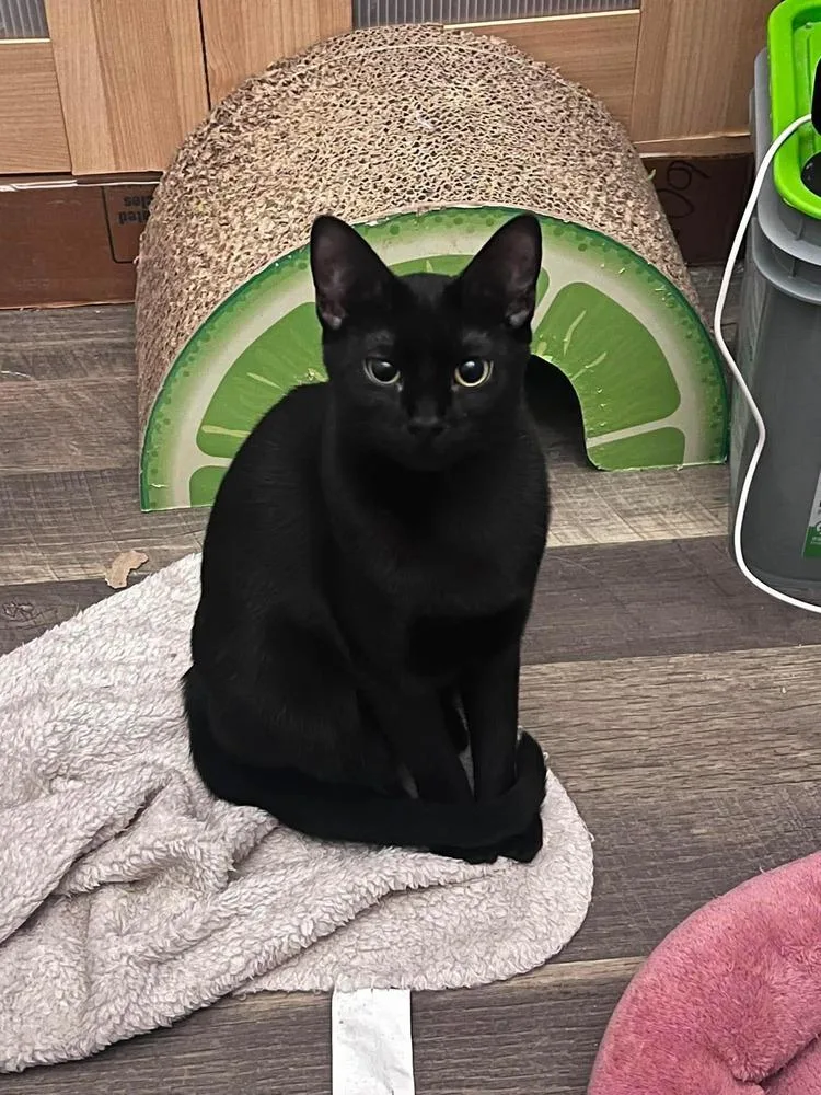 Toothless thumbnail 5