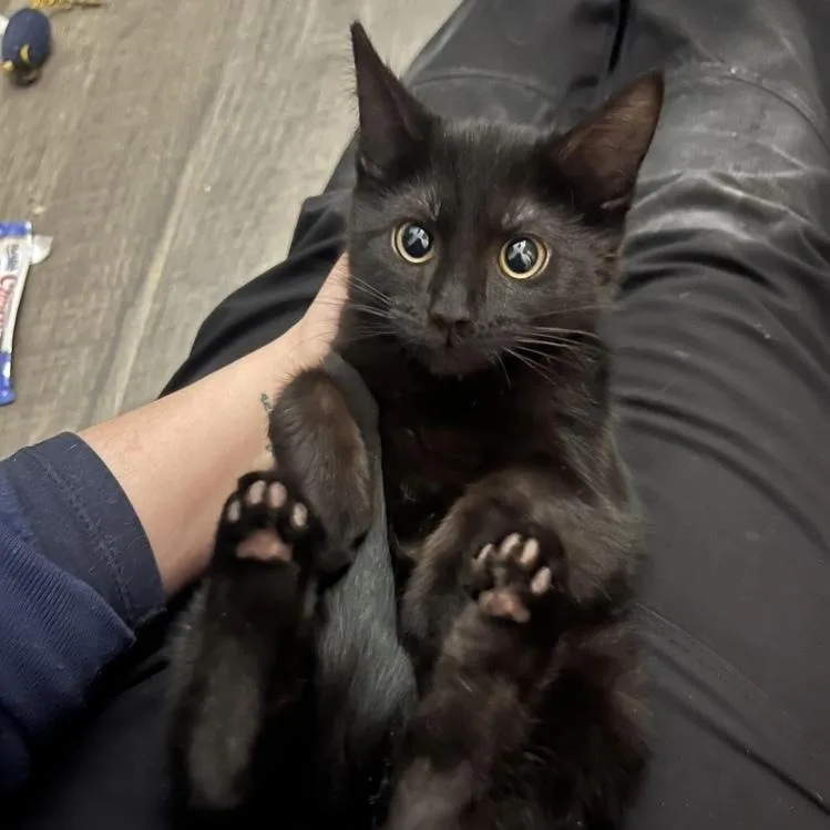 Toothless thumbnail 6