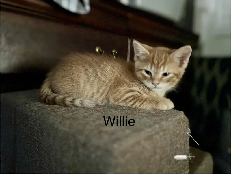 A young medium-sized male Domestic Short Hair cat named Willie BM for adoption in Clinton, MI