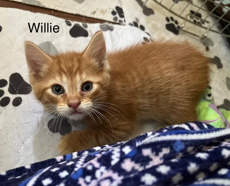 Willie BM thumbnail 2