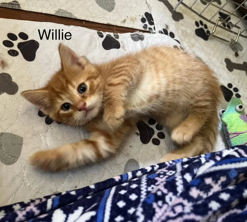 Willie BM thumbnail 3