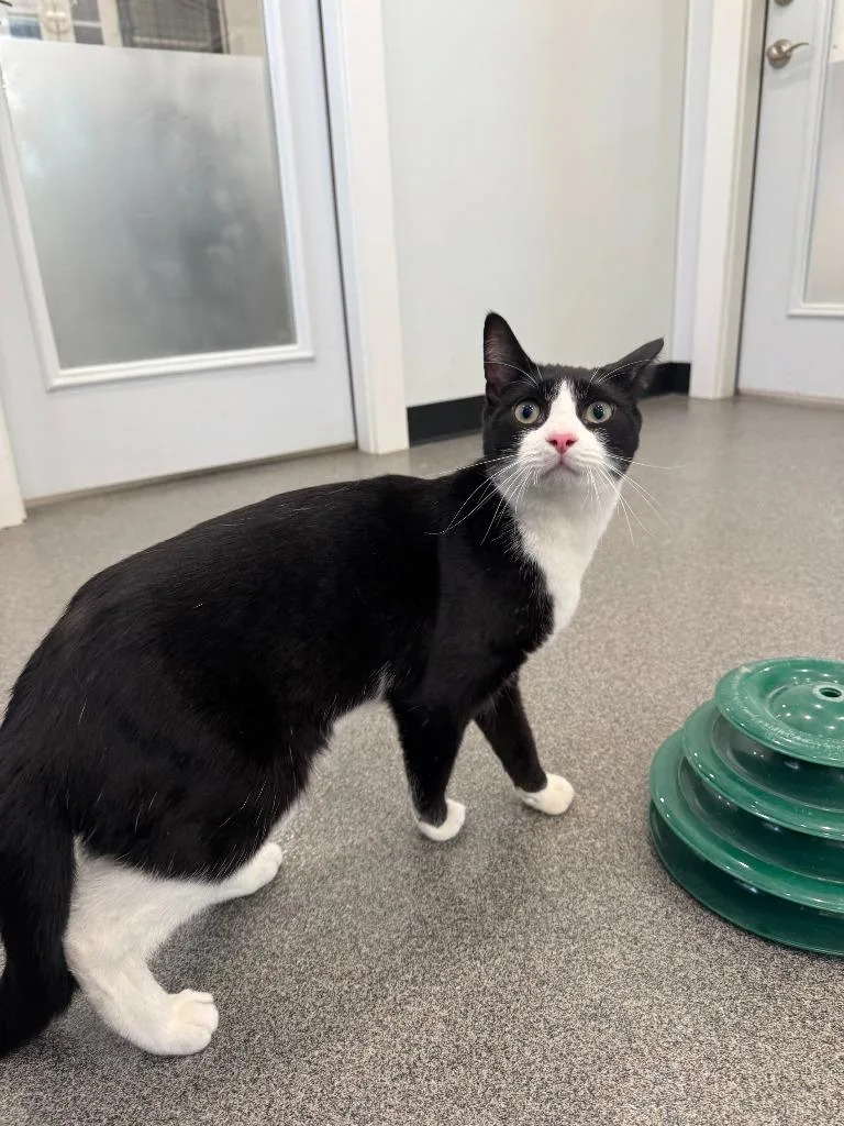 A young small-sized male Domestic Short Hair cat named Sebastian for adoption in Lunenburg, VT