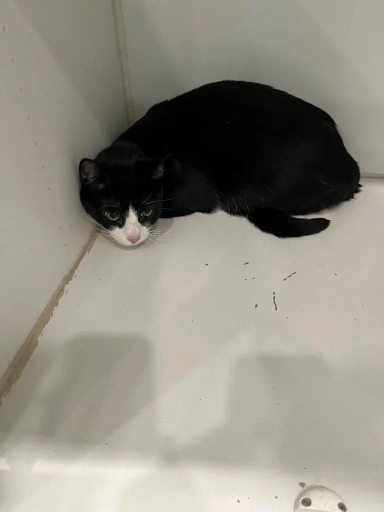 Sebastian thumbnail 2