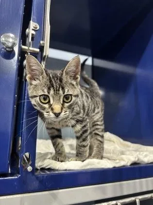 An adult small-sized female Domestic Short Hair cat named Bug for adoption in Port Allen, LA