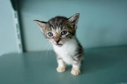 A baby small-sized female Domestic Short Hair cat named Hela for adoption in San Antonio, TX