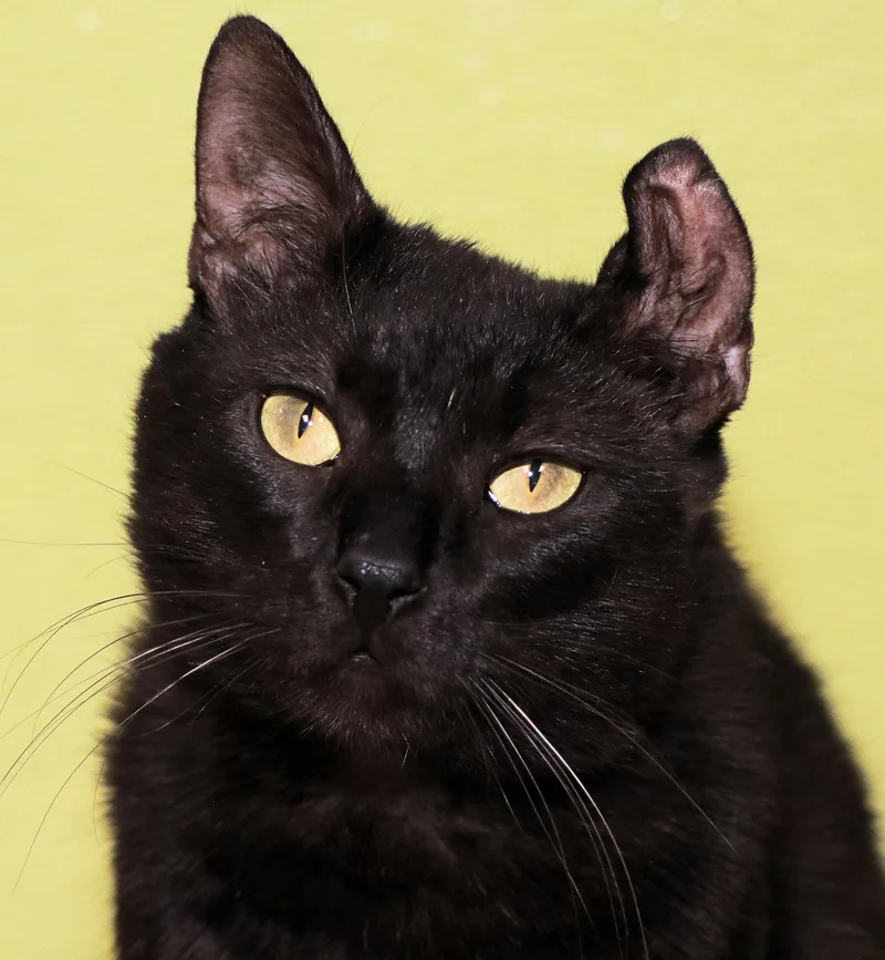 An adult medium-sized male Black Domestic Short Hair cat named Ramen for adoption in Cincinnati, OH