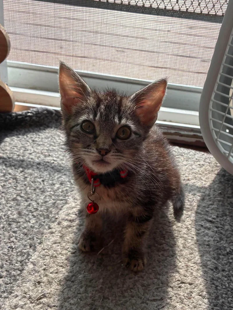 A baby medium-sized female Domestic Short Hair cat named Potato for adoption in Rochester , NY