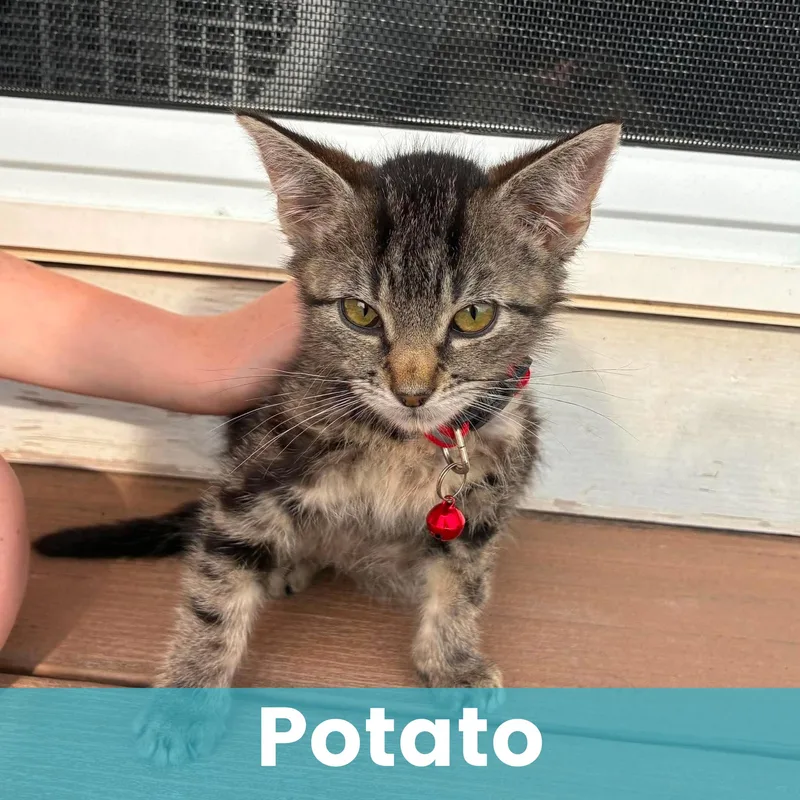 Potato thumbnail 5
