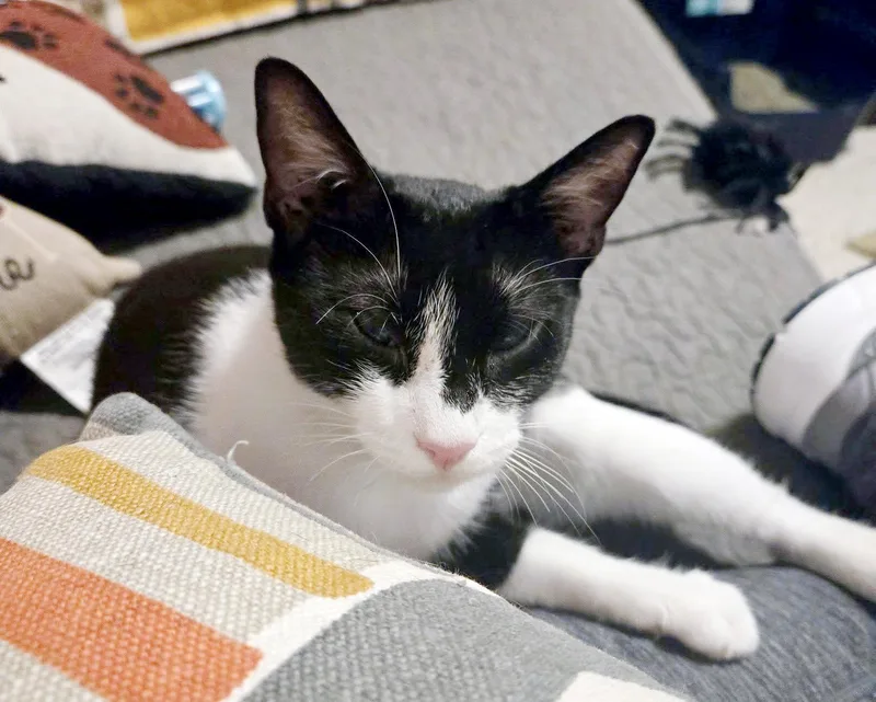 A young medium-sized female Black & White / Tuxedo Domestic Short Hair cat named Harlequin for adoption in Sanford, FL