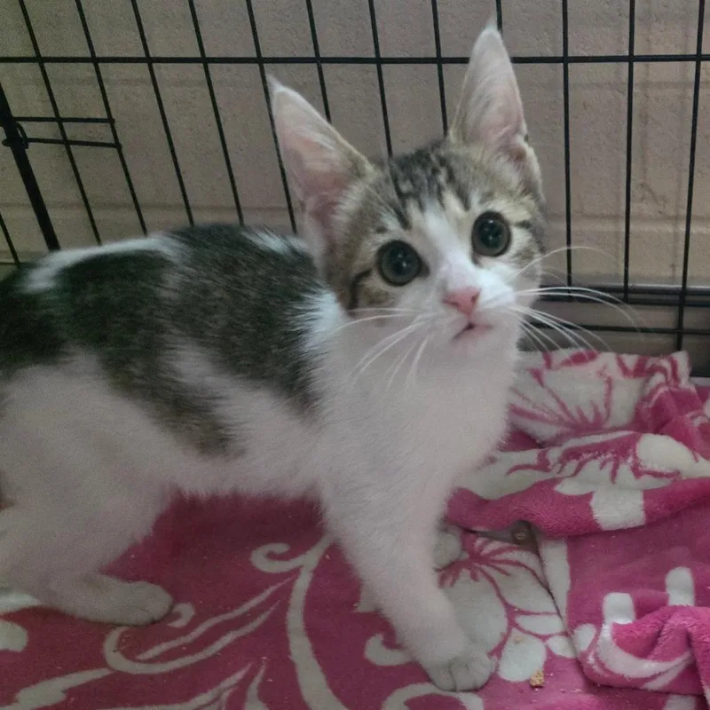 A baby small-sized female Brown / Chocolate Domestic Short Hair cat named Vixen Kit for adoption in Chatham, VA