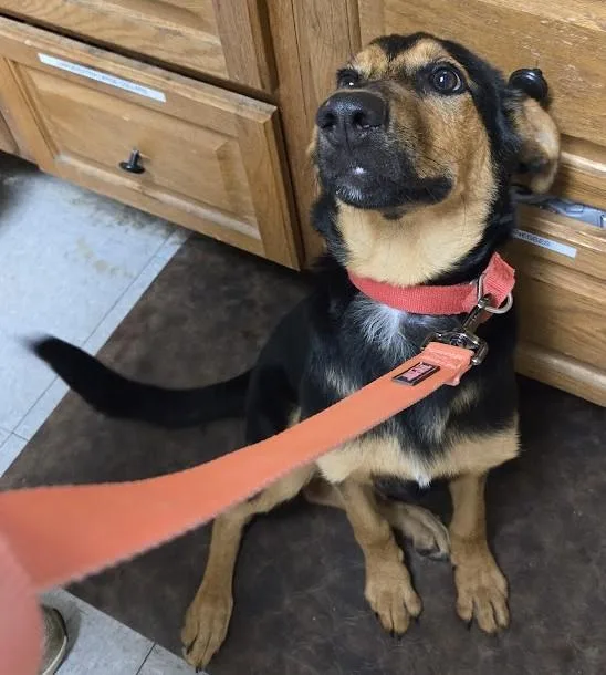 A young medium-sized male Tricolor (Brown, Black, & White) Mixed Breed dog named Gus for adoption in North Myrtle Beach, SC
