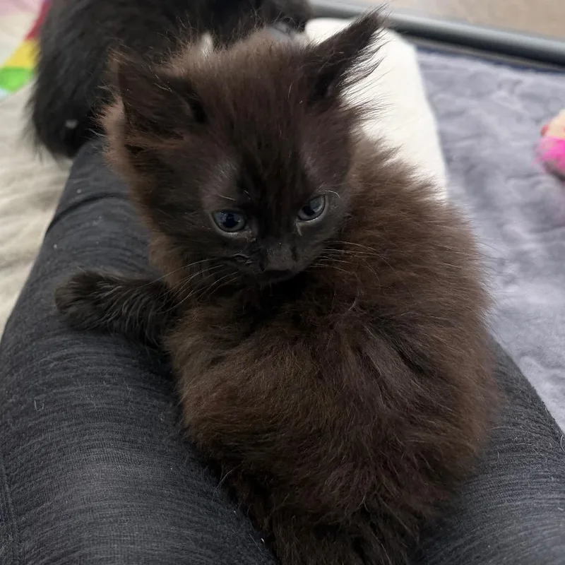 A baby small-sized female Black Domestic Short Hair cat named Tootsie Pop for adoption in Blairsville, GA