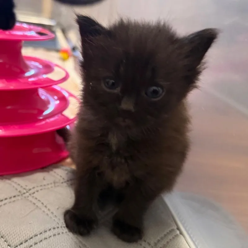 Tootsie Pop thumbnail 2