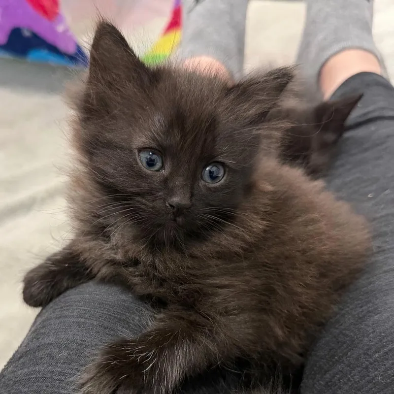 Tootsie Pop thumbnail 3