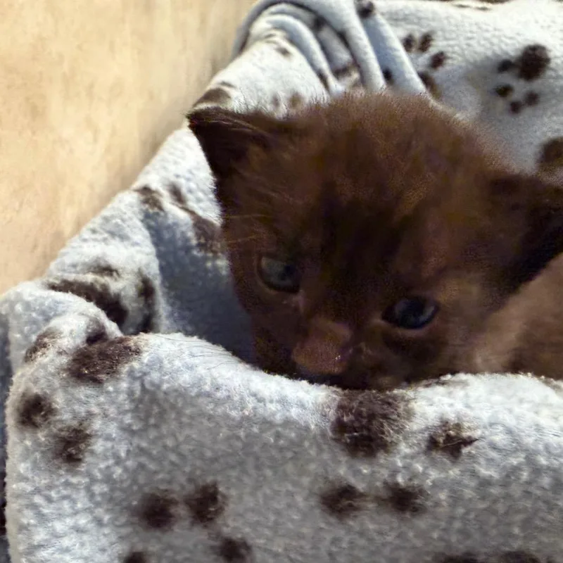 Tootsie Pop thumbnail 4