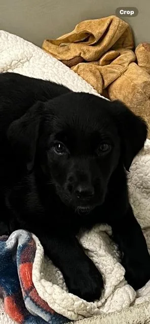 Georgie