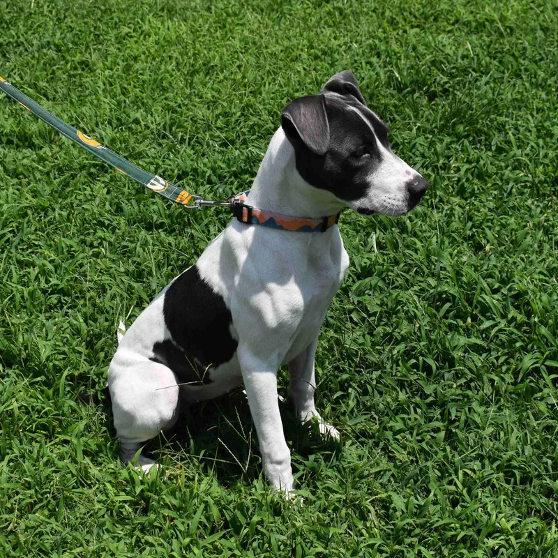 A baby medium-sized female White / Cream Pit Bull Terrier dog named Thelma for adoption in Searcy, AR