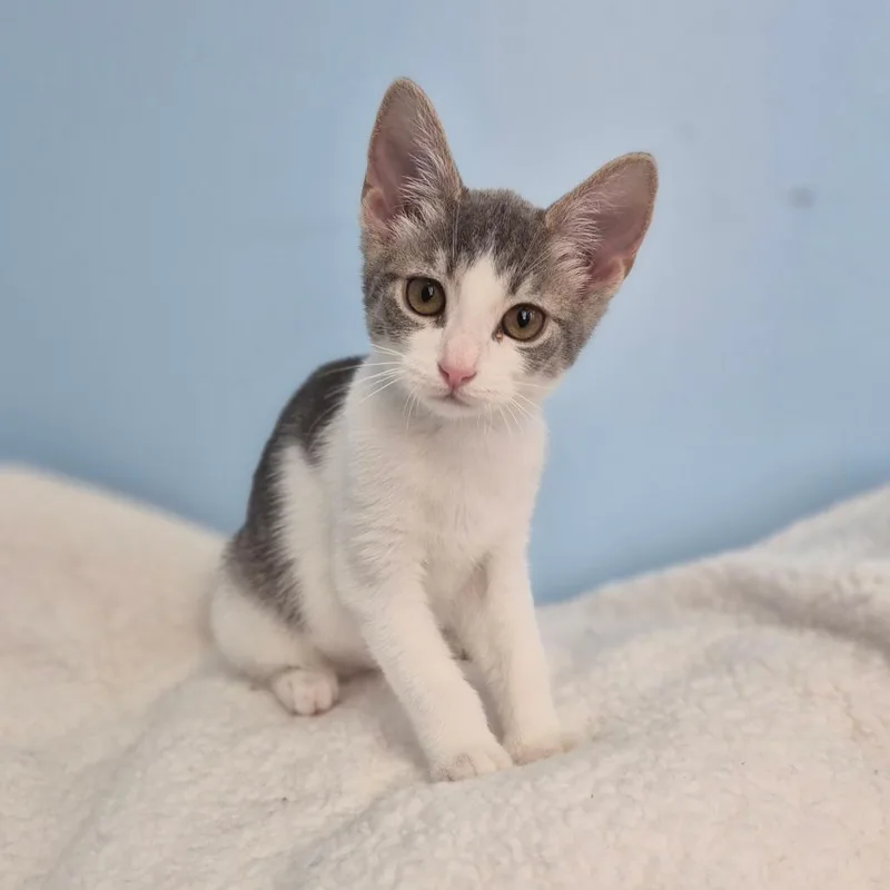 A baby small-sized female Gray / Blue / Silver Domestic Short Hair cat named Biscuit for adoption in Wahiawa, HI