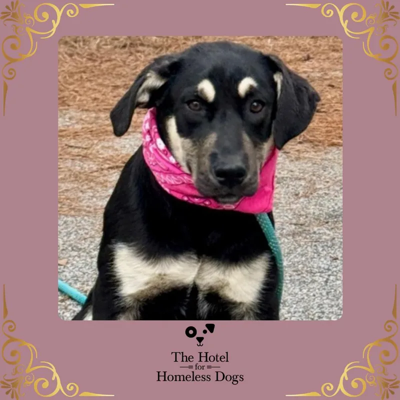 A young medium-sized female Tricolor (Brown, Black, & White) Shepherd dog named Shorty for adoption in Cumberland, RI